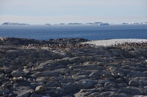 Penguins on Shirley Island